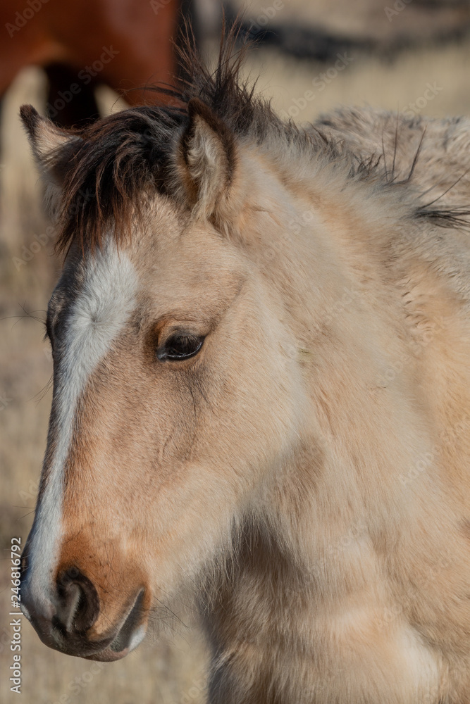 Obraz premium Cute Wild Horse Foal Portrait