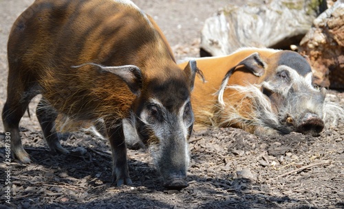 warthog