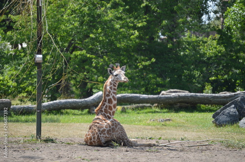 giraffe sitting down