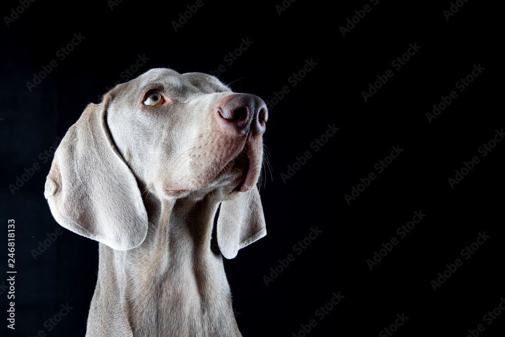Weimaraner - Black & White Weimaraner - Black & White