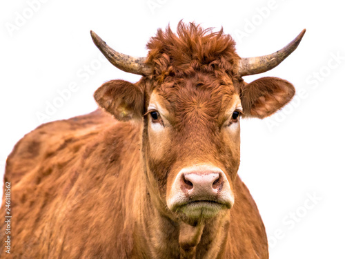 Funny cow close up portrait