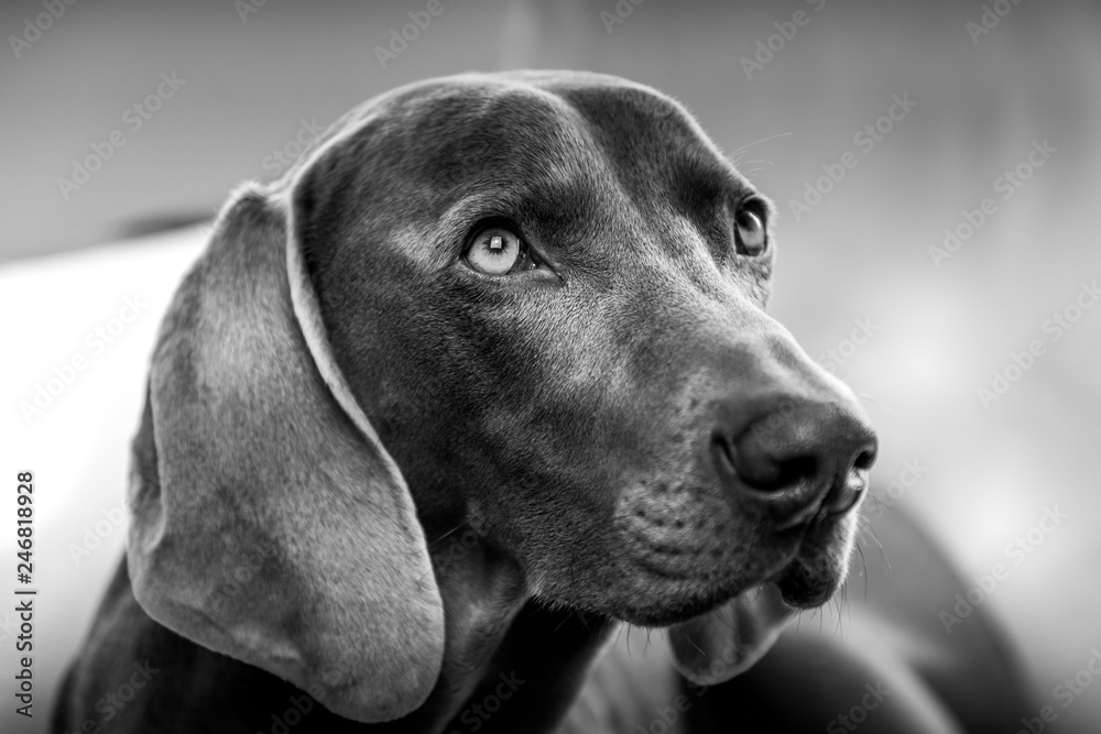 Weimaraner - Black & White