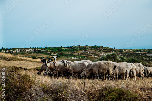 Cyprus - Paphos District. Countryside with sheep herd grazing.