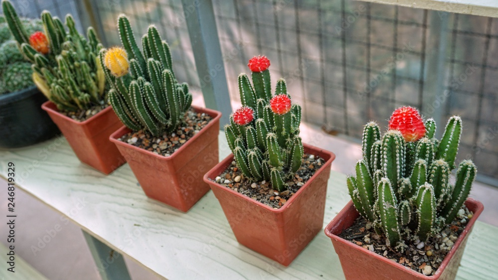 Cactus in garden