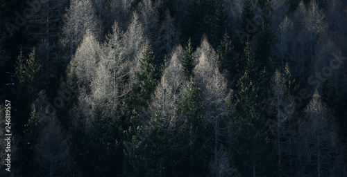 Panoramic image of beautiful Alpine coniferous forest - Woods with Firs, larches. Vintage look.
