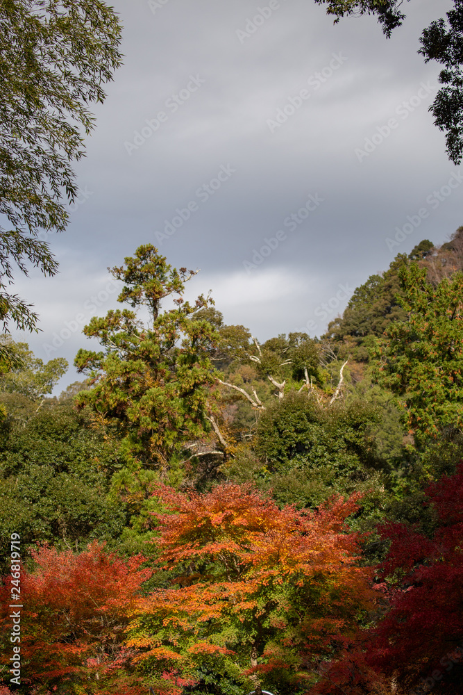 Fototapeta premium 色付き始めた山の裾野
