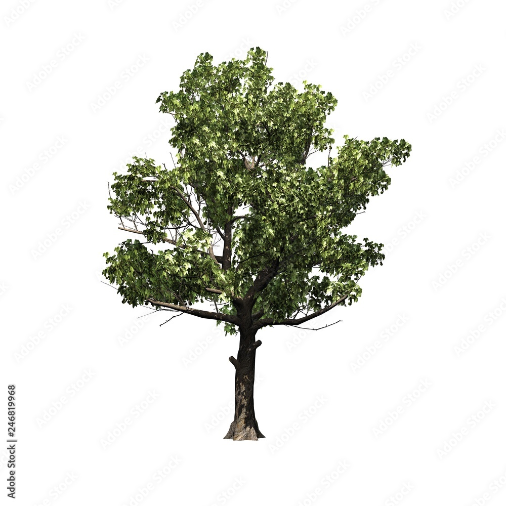 Obraz premium American Sycamore tree - isolated on white background