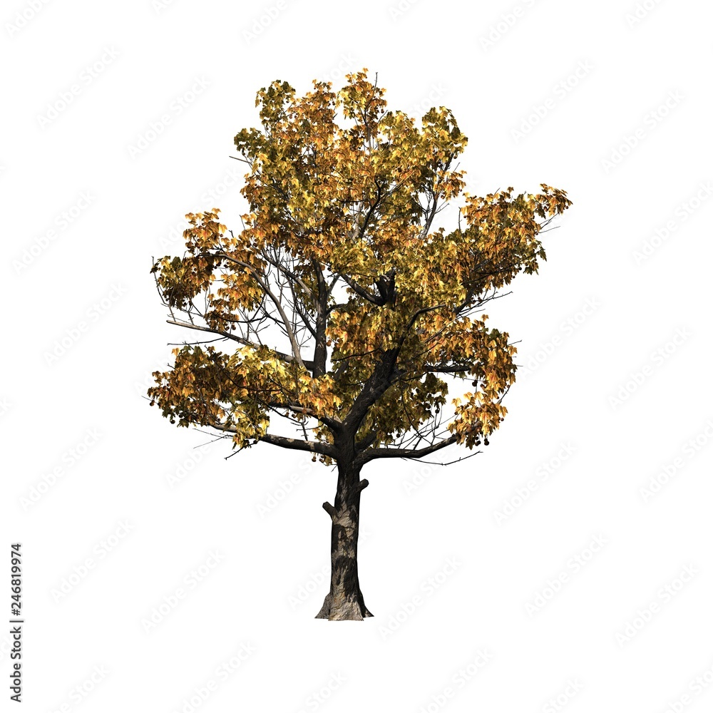 American Sycamore tree in autumn - isolated on white background