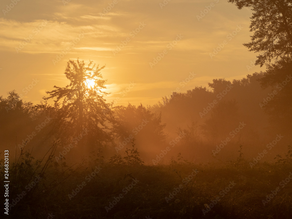 Solar dawn in the forest. Sunrise. A marvelous landscape in golden tones. Earlier morning in the fantastic forest. Lonely tree.