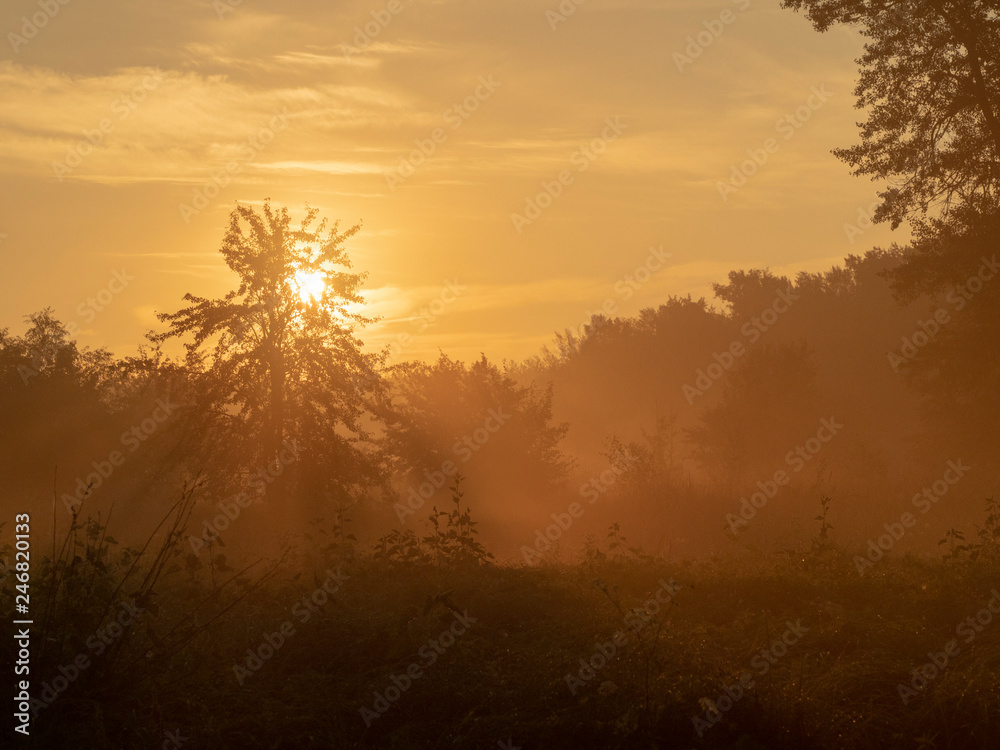 Solar dawn in the forest. Sunrise. A marvelous landscape in golden tones. Earlier morning in the fantastic forest. Lonely tree. Solar dawn in the forest. Sunrise. A marvelous landscape in golden tones. Earlier morning in the fantastic forest. Lonely tree.