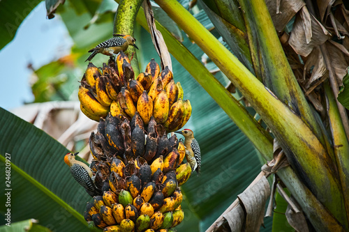 Hoffmann's woodpecker (Melanerpes hoffmannii) feeding on banana třee. Wildlife scene from Costa Rica. photo