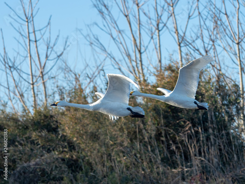 白鳥舞う photo