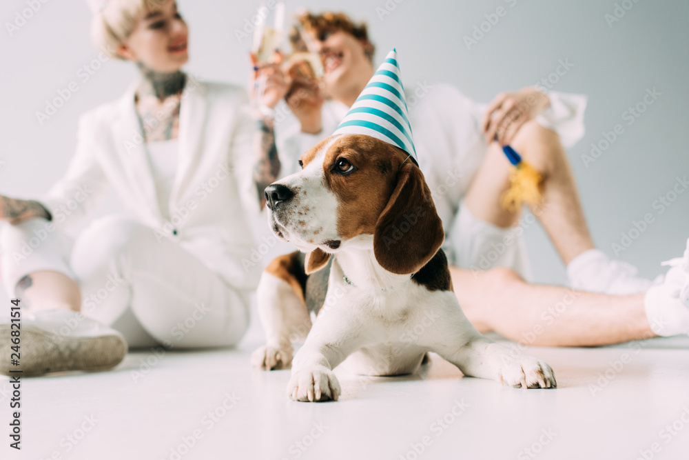 selective focus of cute beagle dog in party cap near cheerful couple with glasses of champagne on grey background