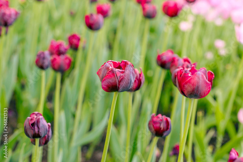 Withering tulips  in the field of pink tulips. Selective focus. International women day. photo