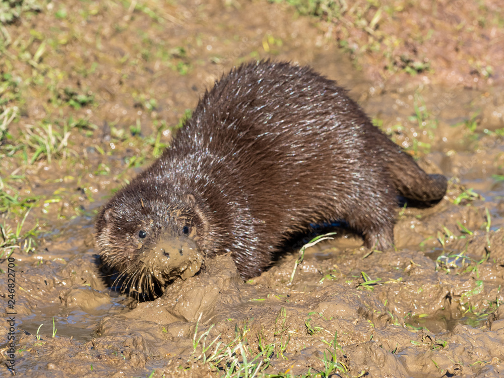 Young eurasian otter (Lutra lutra) cub Young eurasian otter (Lutra lutra) cub