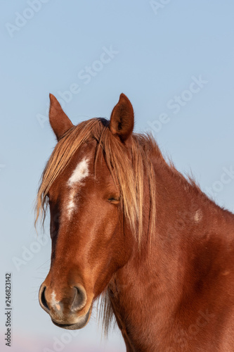 Beautiful Wild Horse Portrait