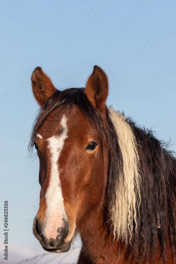 Beautiful Wild Horse Portrait Beautiful Wild Horse Portrait