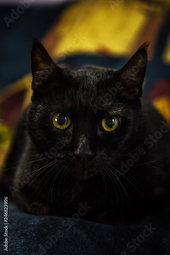 Close up рortrait of lying beautiful black cat male with expressive yellow eyes at home. Interior background
