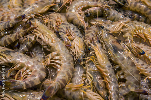 Fresh, raw shrimps and prawns on ice for food background. Close up photo with selective focus 5