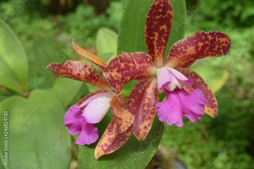 ORQUIDEAS