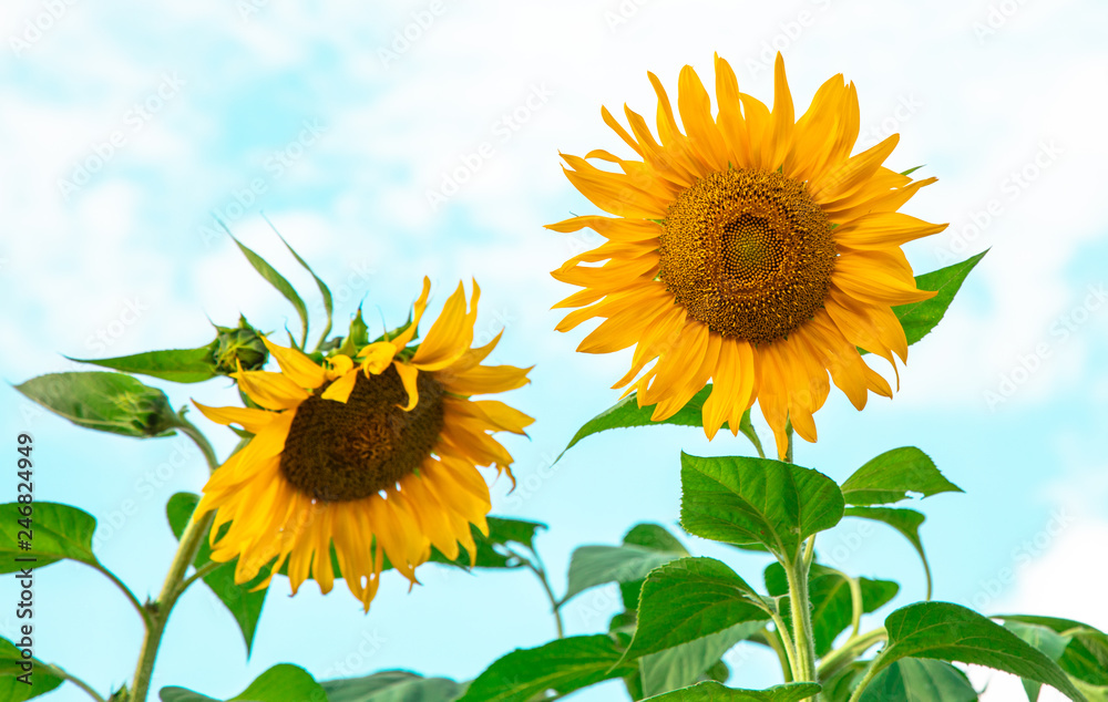 Fototapeta premium Dois girassois