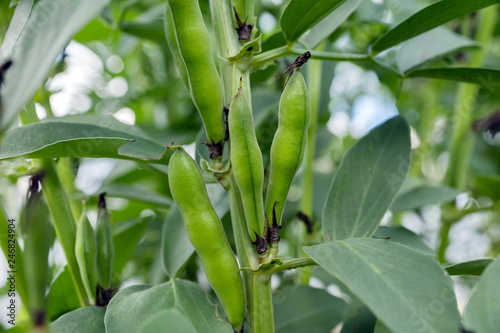 The pods of the vegetable plant Russian black beans ripen in the garden in the summer.