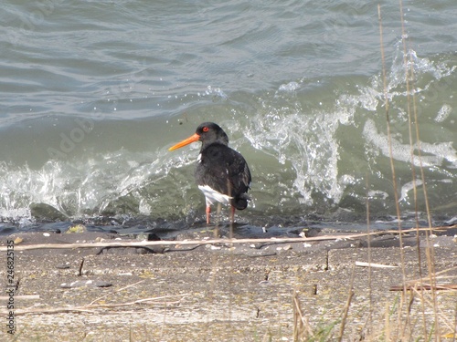 an oystercatcher at the edge of the water with splashing water macro photo