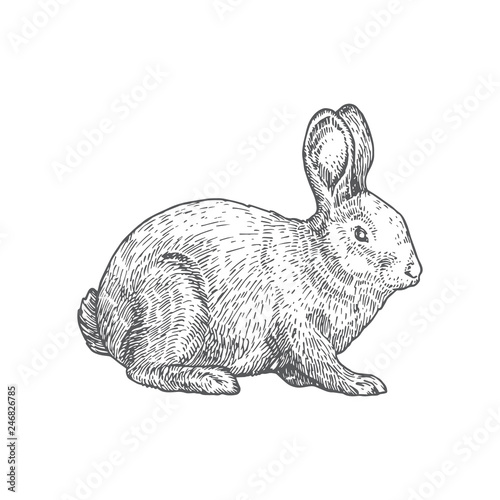 Rabbit Hand Drawn Vector Illustration. Abstract Domestic Animal Sketch. Engraving Style Drawing.