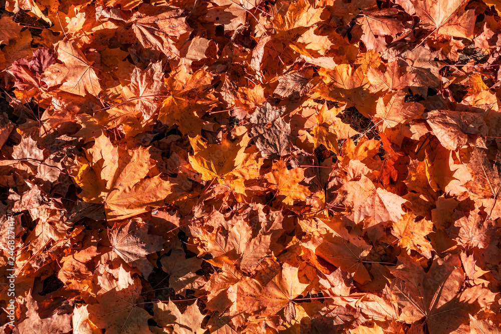 Orange red maple leaves background. Creative autumn background of fallen red and orange leaves in the forest. Seasonal concept. Red maple leaf fall on ground in autumn in Latvia.