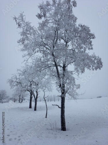 Wallpaper Mural tree in winter and snow Torontodigital.ca