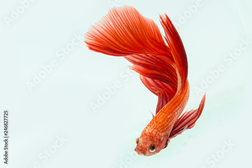 Photography Red betta fish, siamese fighting fish on black background