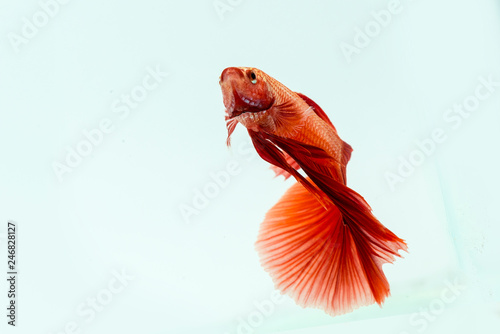 Red betta fish, siamese fighting fish on black background