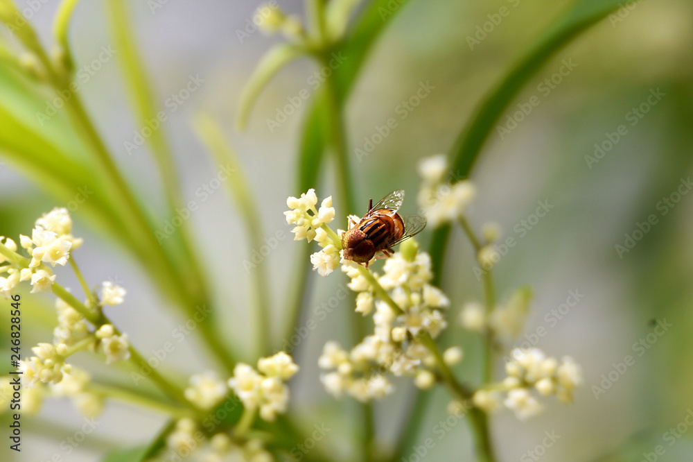 honeybee yellowish brown black striped on the back honeybee yellowish brown black striped on the back