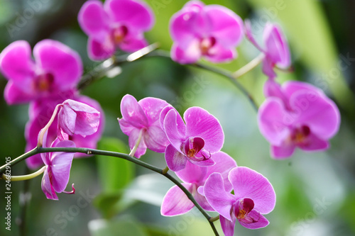 Purple orchid flowers bloom among green leaves