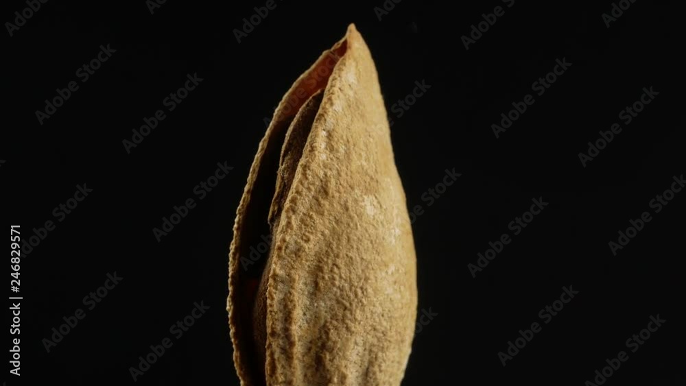 Almond nut in shell and shelled