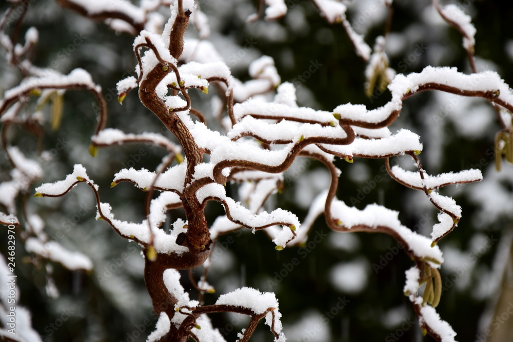 Es schneit - Schneelandschaft im Garten Es schneit - Schneelandschaft im Garten