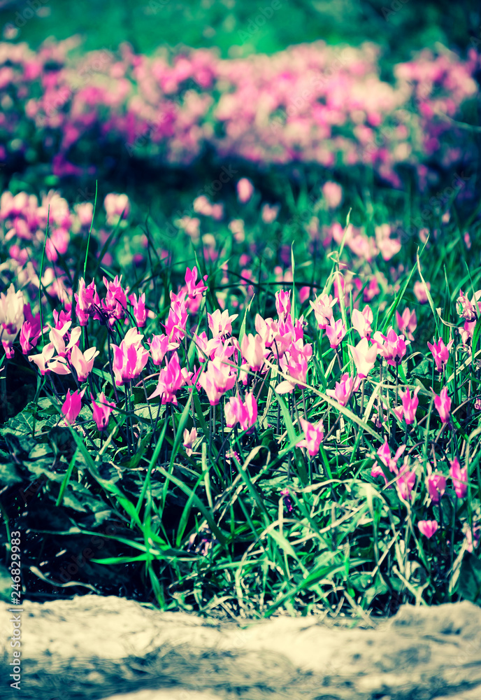 Cyclamen flowers near stone in forest. Spring background. Selective focus. Toned image.