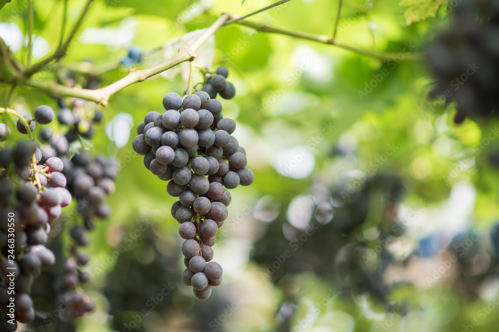 Grape harvest farm