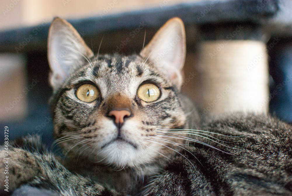 retrato en primer plano de la cara de un gato mirando arriba