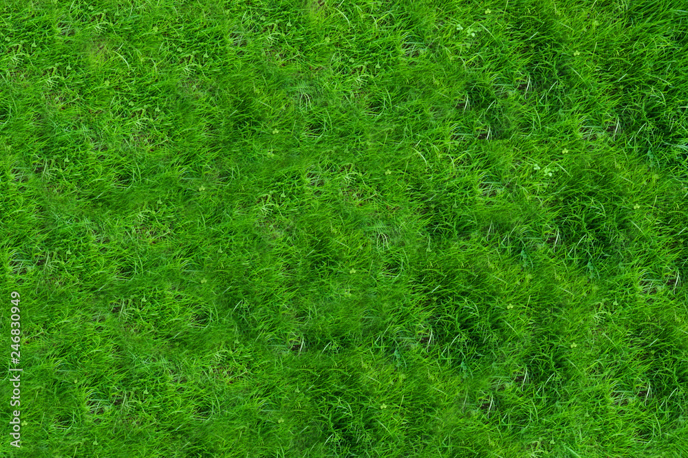 Fresh green grass in the Park for outdoor activities Fresh green grass in the Park for outdoor activities