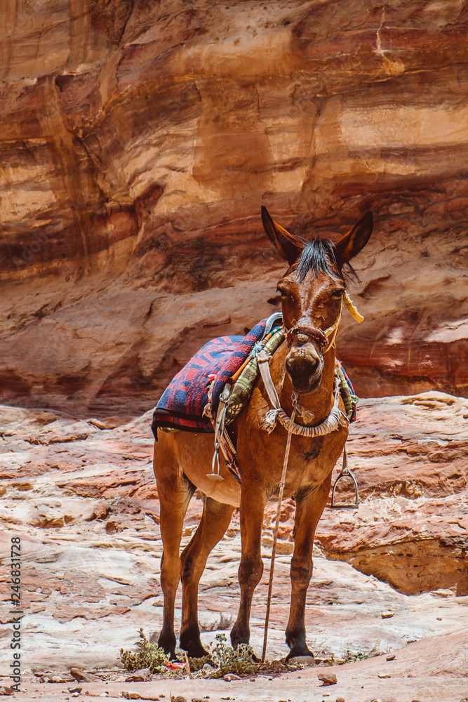 Naklejka premium Mule at Petra Mountains in Jordania