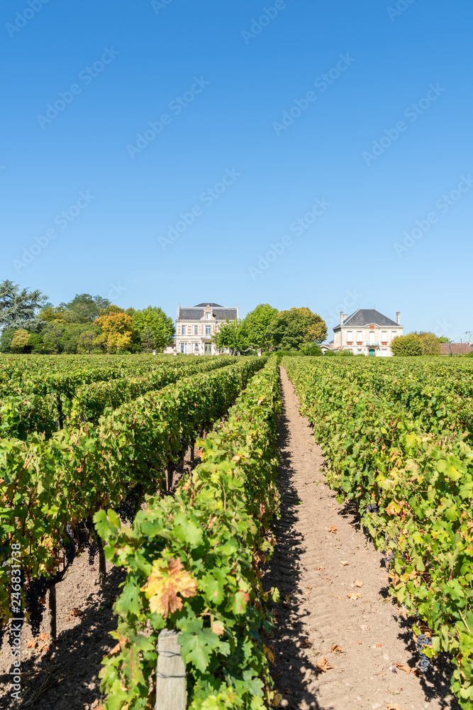 Vignoble du Médoc (Bordeaux, France), village de Avensan