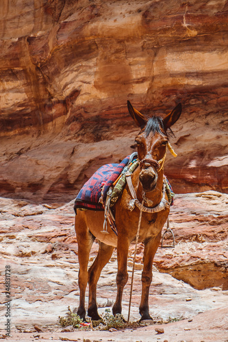 Mule at Petra Mountains in Jordania