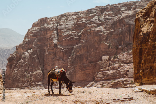 Mule at Petra Mountains in Jordania