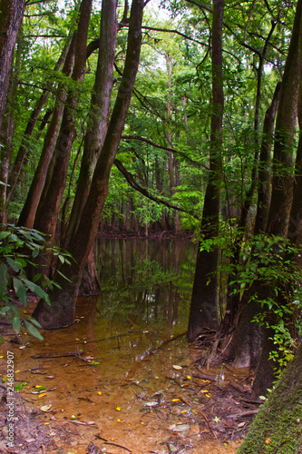 Trees reflecting in the clam waters of Congaree National Park