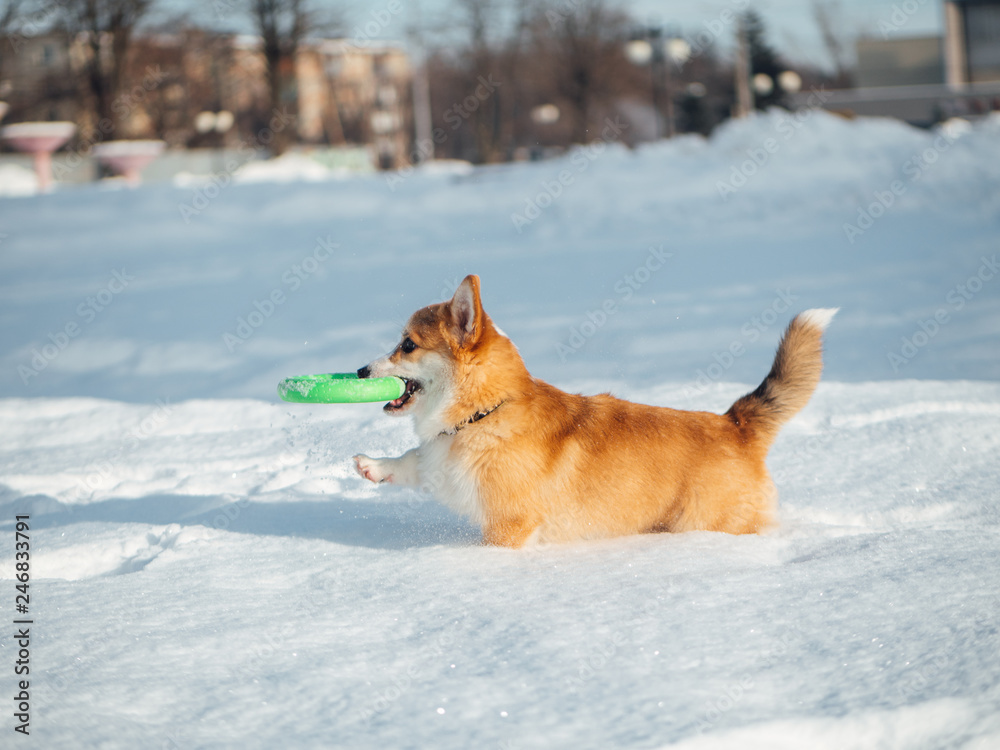 welsh corgi dog playing in winter park welsh corgi dog playing in winter park