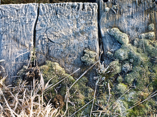Frost on moss and old wood textured background