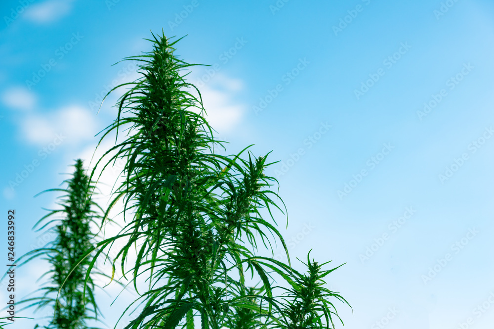 Marijuana, hemp, flowering plant as a medicine, grass against a blue sky Marijuana, hemp, flowering plant as a medicine, grass against a blue sky