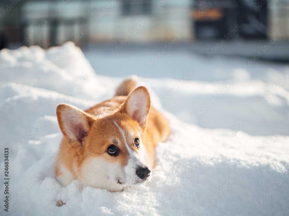 welsh corgi dog playing in winter park