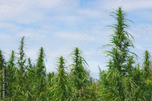 Cannabis Plants on Field with Blue Sky and Sun on Background